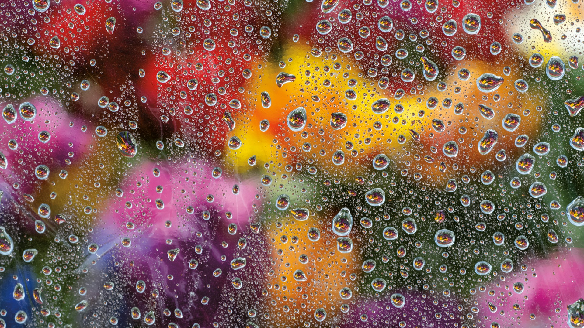 Robin Layton's new photography book "rain" contains 146 pictures of droplets, puddles, reflections and other images celebrating wet weather. #k5evening