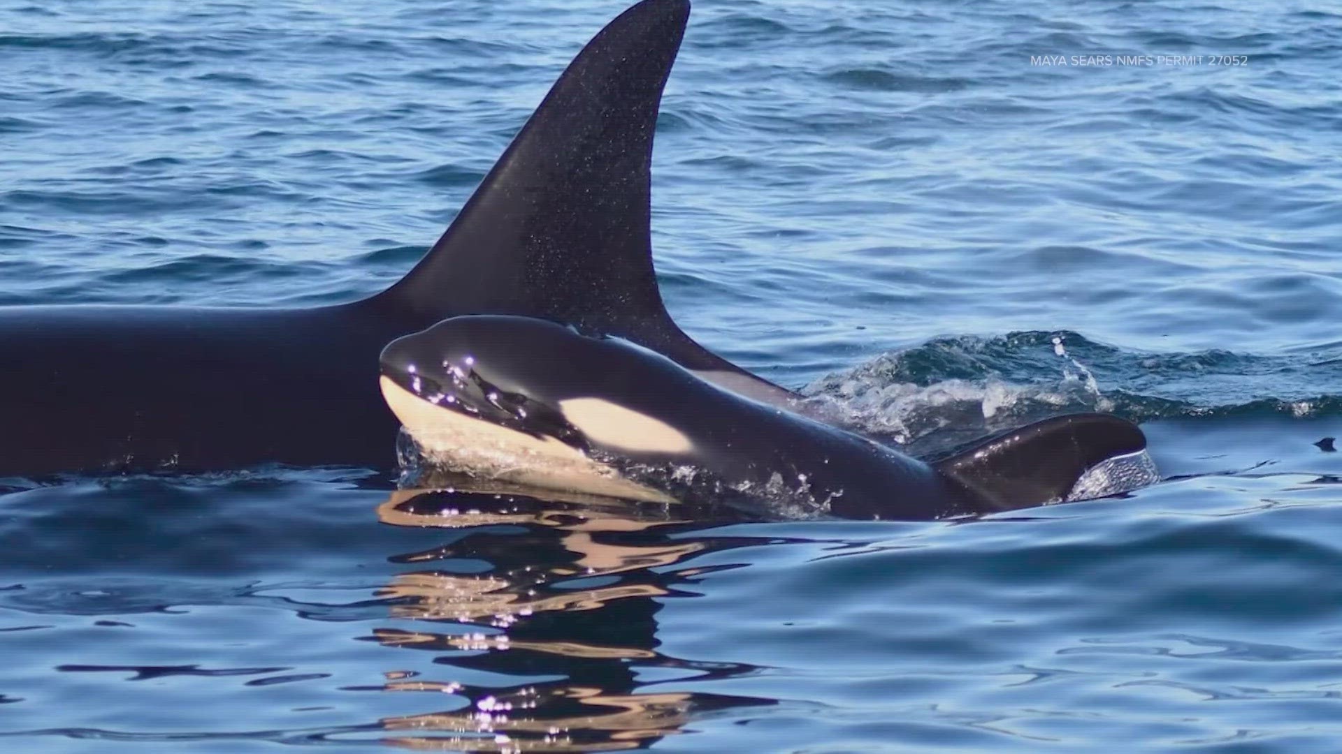 Orca expert says the first year of a calf's life is precarious, urges boaters to give the whales plenty of distance and a chance to survive.