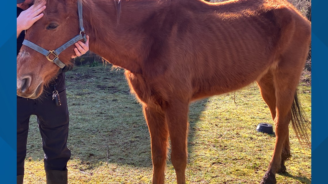 Pierce County woman faces animal cruelty charges after horse was 'sack ...