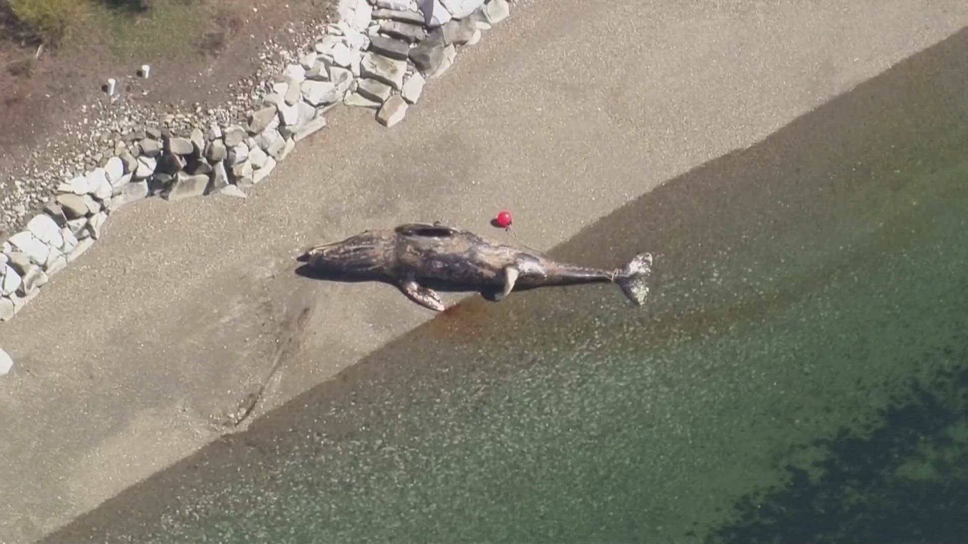Researchers are examining a dead gray whale that washed ashore on Fox Island on April 1.