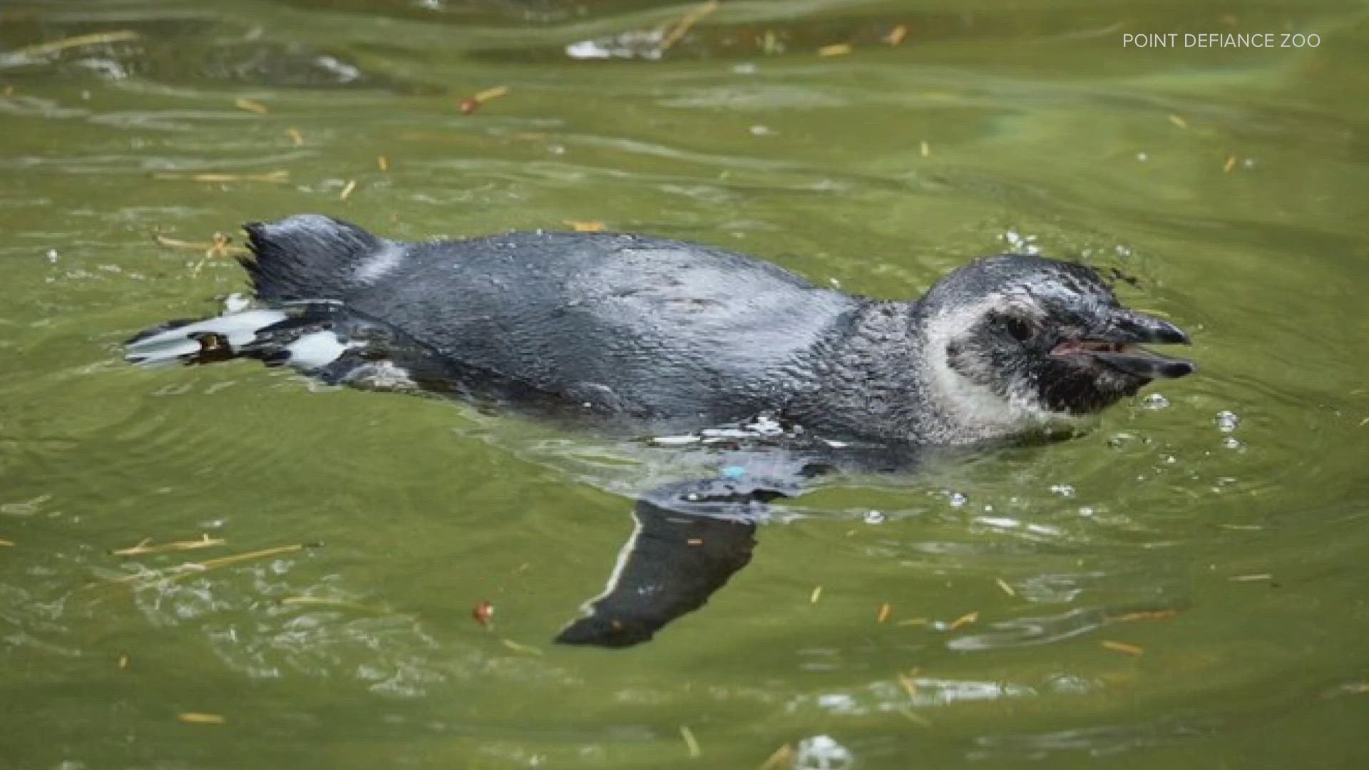 Periwinkle had several health challenges, including various infections and torn ligaments in his leg, Point Defiance Zoo said. He was euthanized on Nov. 29