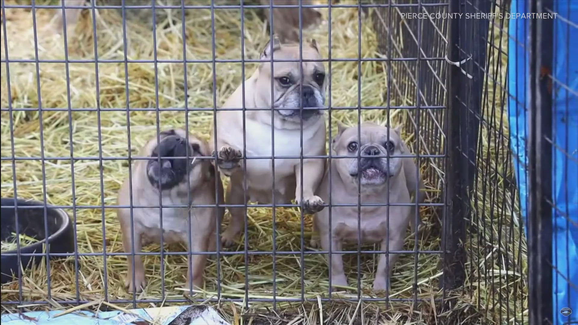 Owner of dozens of animals seized from Roy property gets two of their ...