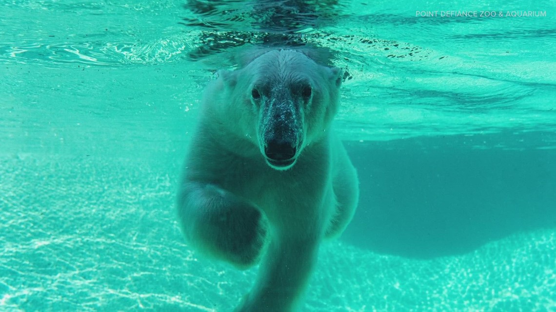 Twin polar bears, Astra and Laerke, debut at Point Defiance Zoo & Aquarium Thursday - Vimarsana News