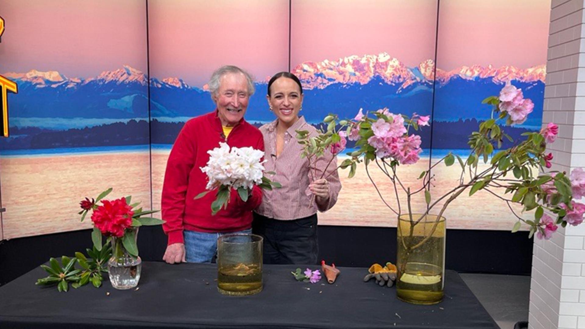 Ciscoe says it’s a better idea to move rhodies rather than cut them back. #newdaynw