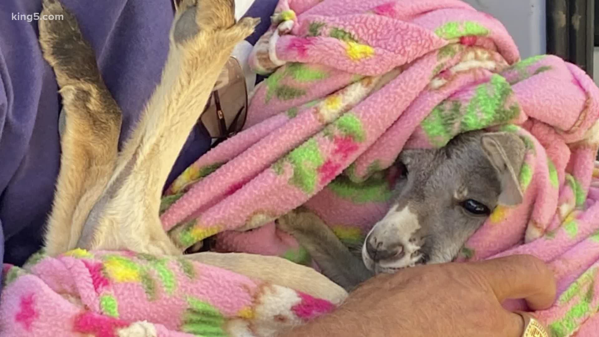 The 8-month-old joey was taken to an animal hospital in Fall City. The incident calls in to question ownership of exotic animals in Washington state.