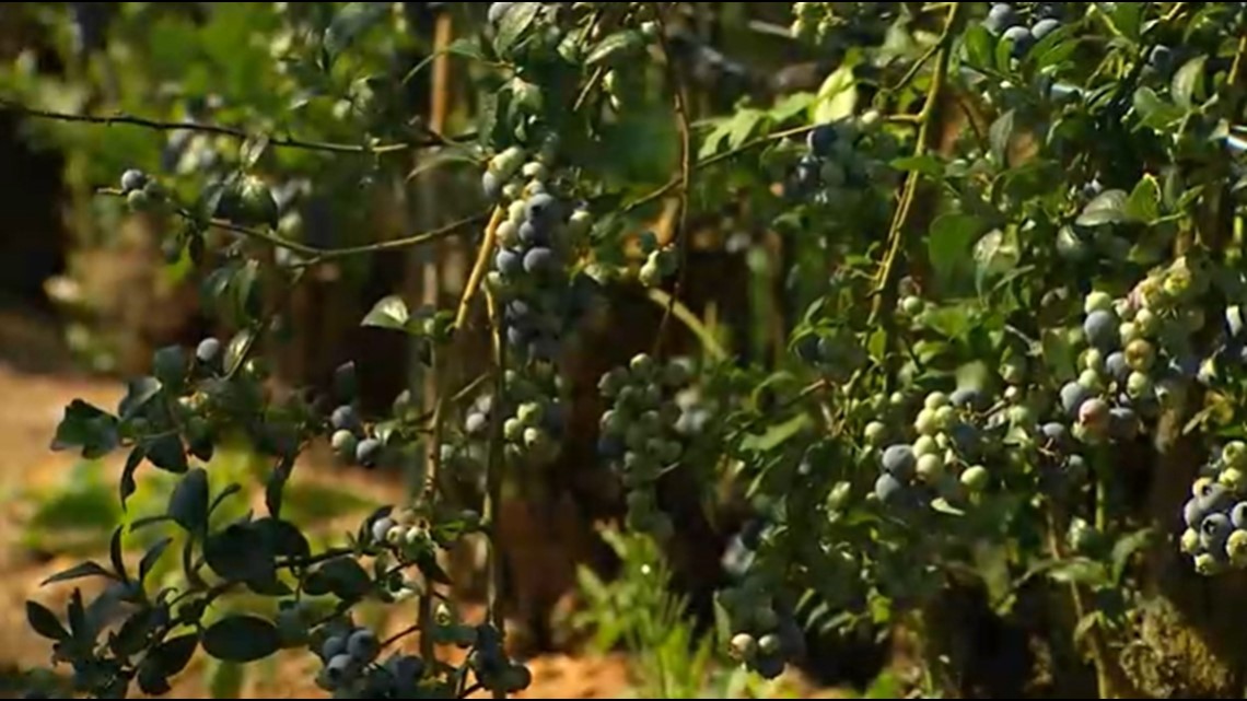 Extreme heat, heavy rainfall challenges for Washington farmers - Vimarsana News