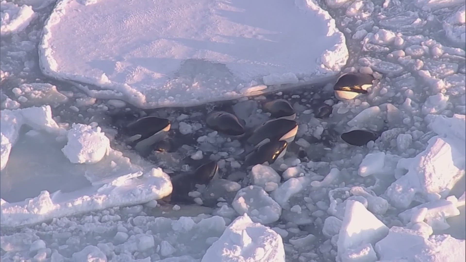 A pod of orcas off the coast of Hokkaido, Japan huddle together to avoid being trapped under sheets of drift ice