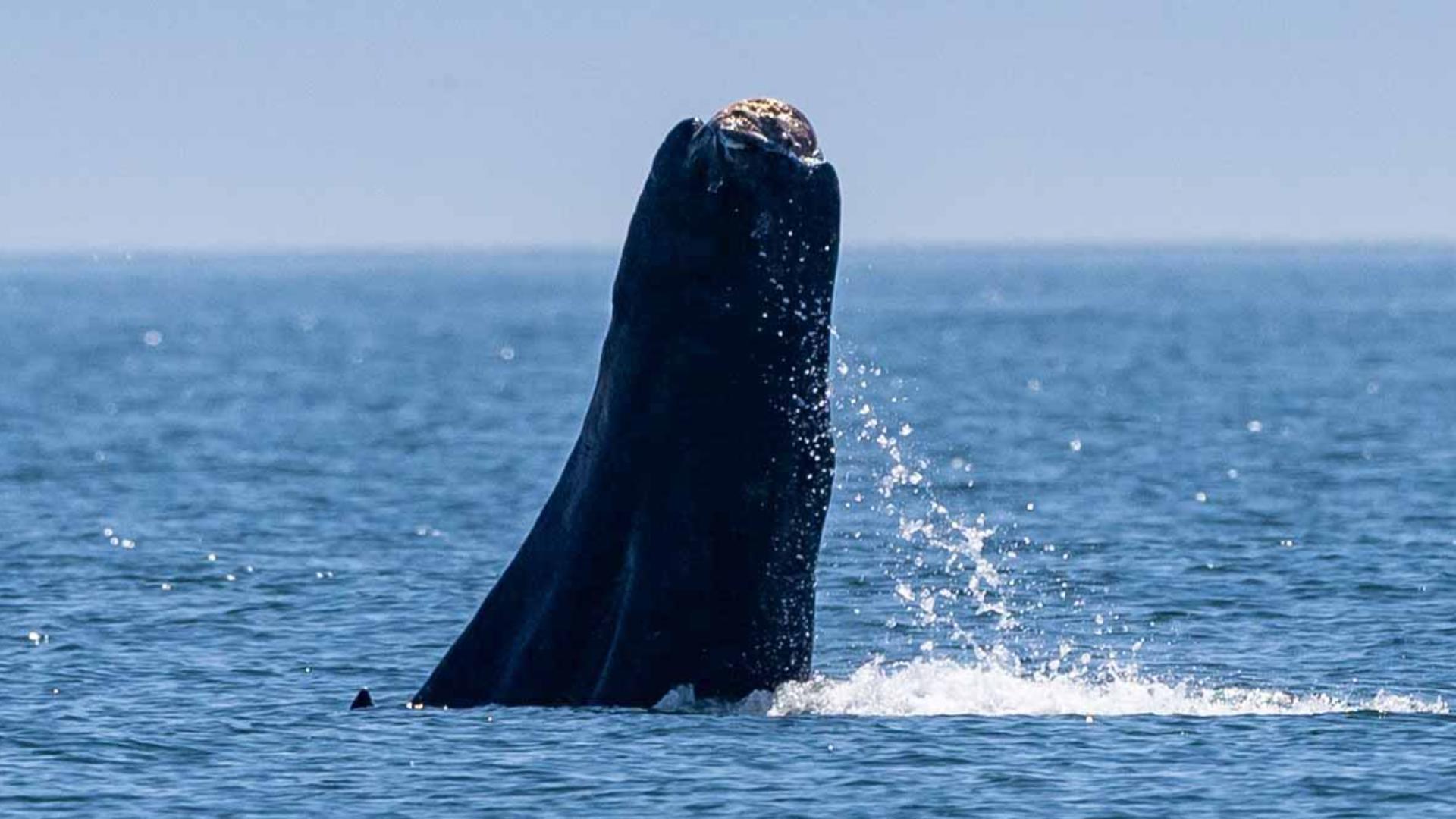 Officials believe the whale's fluke was severed off because of long-term entanglement.