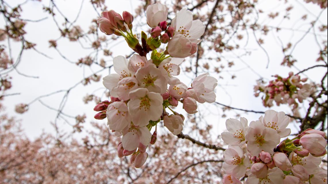 What to know before visiting UW's cherry blossoms in the Quad