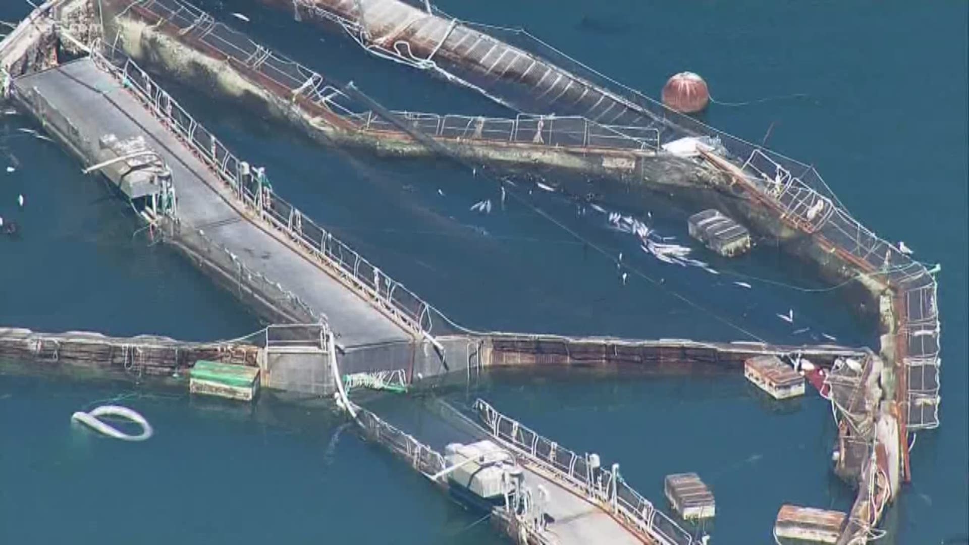 Cooke Aquaculture is weighing in on a bill that would ban salmon farming in Washington.