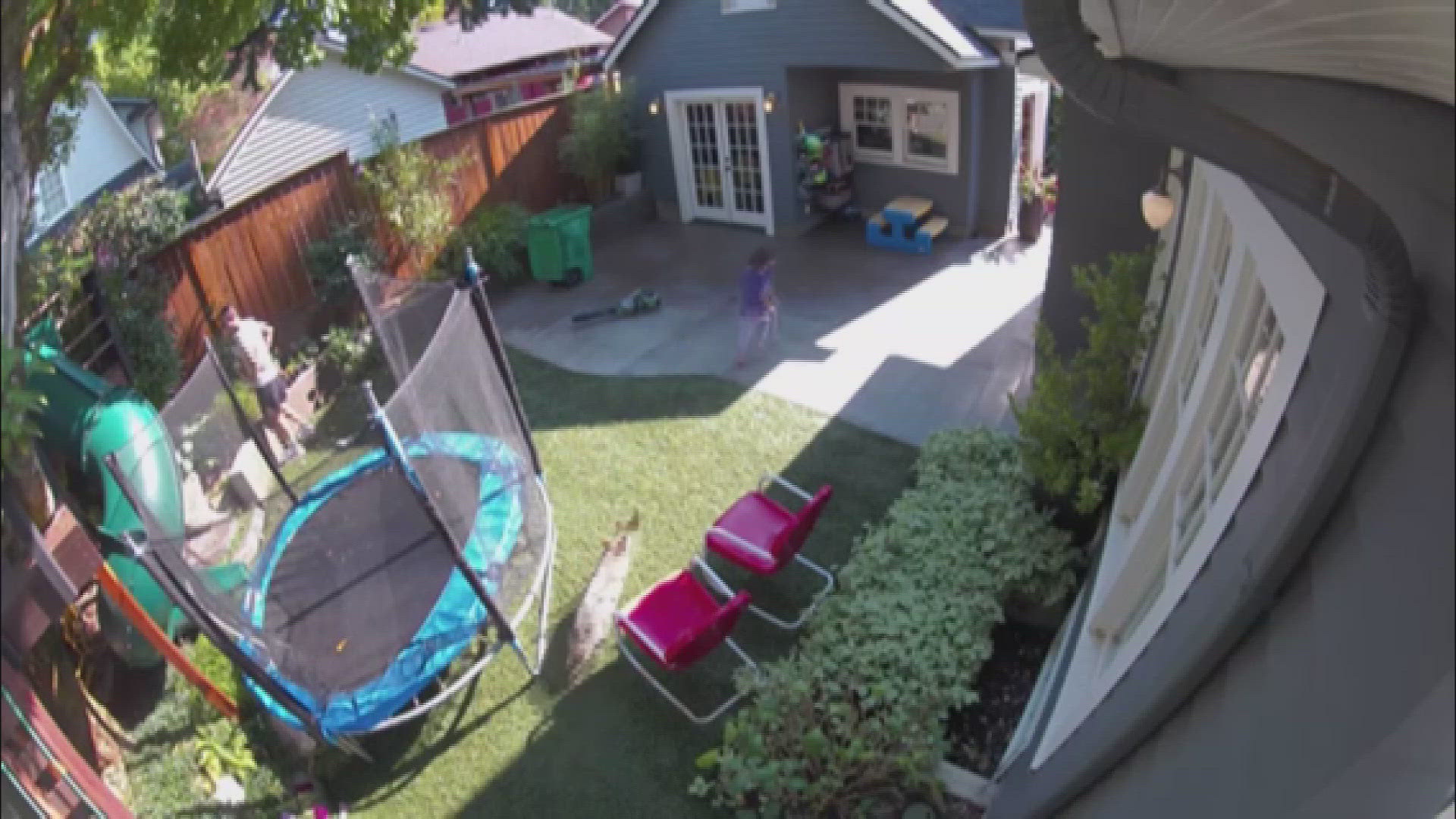 A Portland dad got he surprise of his life when he turned to see a coyote chasing his daughter through their backyard.