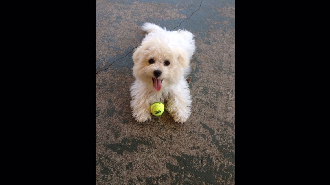 The best photos of MLB players and their dogs on National Puppy Day - Bless  You Boys