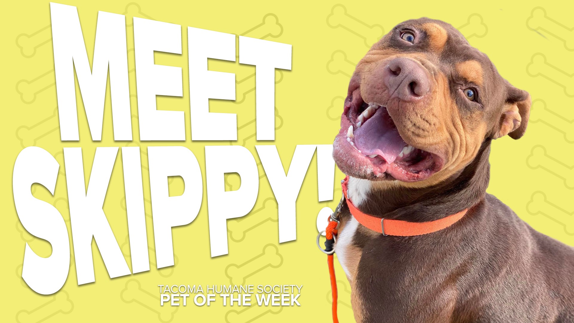 This week's featured adoptable pet is Skippy!