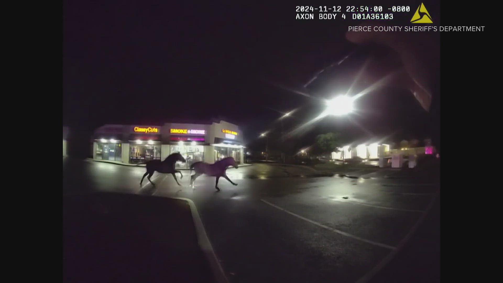 The owners of the horses were able to come and lasso the horses from a Tacoma parking lot.