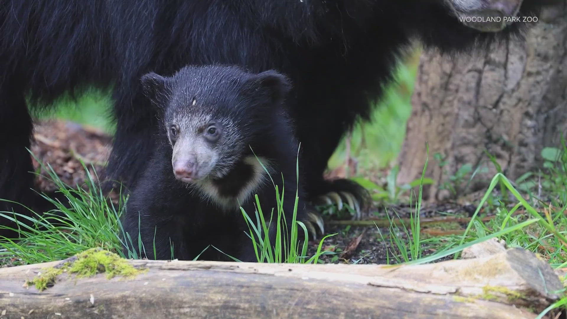 Bowie, a sloth bear cub, will debut this weekend at Woodland Park Zoo, joining mom Kushali in their outdoor habitat, weather permitting.
