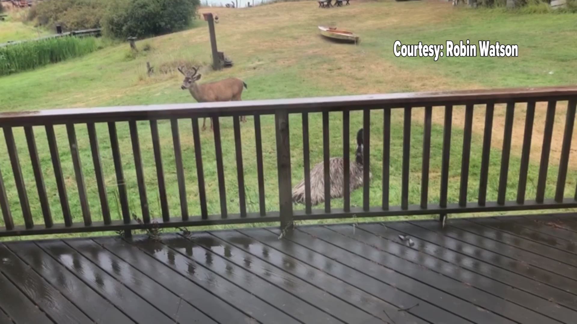 KING 5 viewer Robin Watson witnessed an emu chase a buck on Orcas Island after the deer got a little too close for comfort.