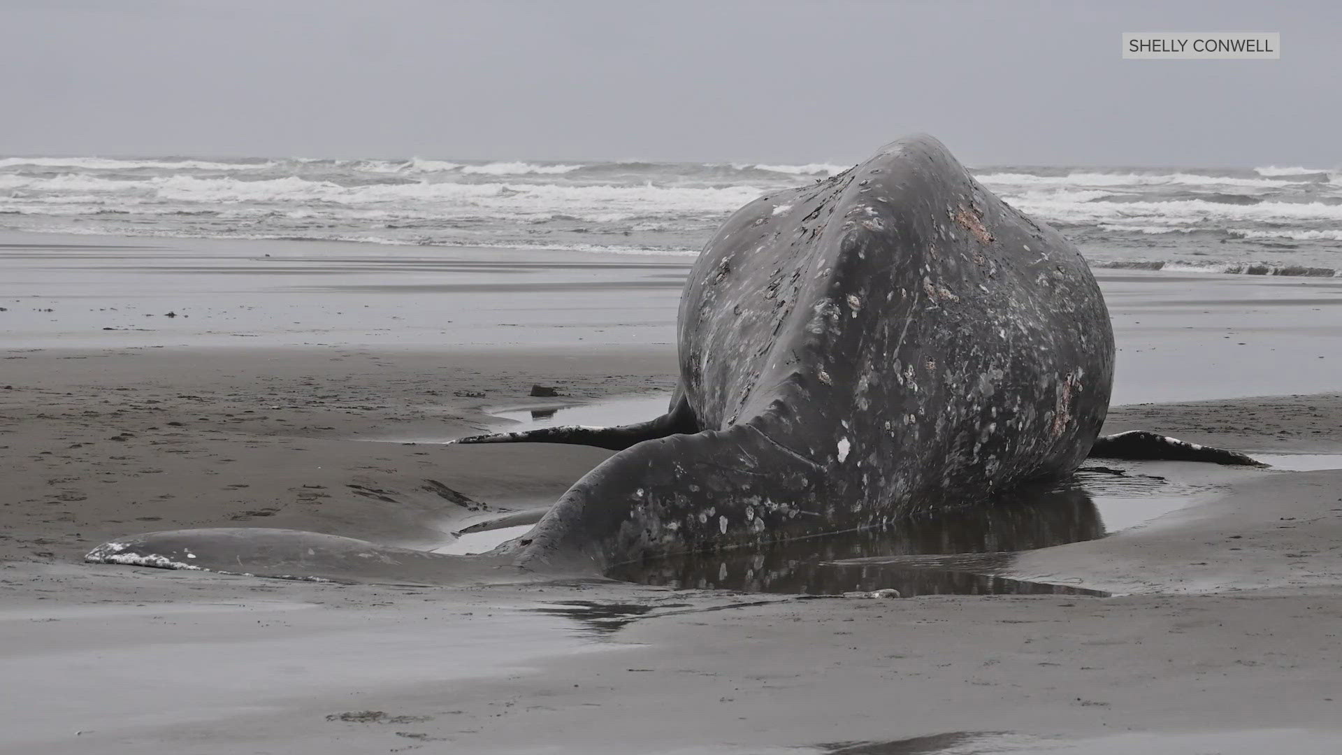 Pride score late goal to hand Angel City a first loss of the season ...