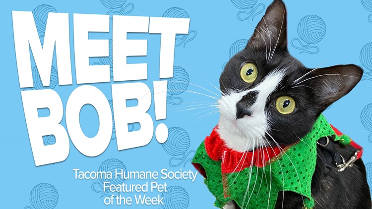 Pet Rescue of the Week: Bob