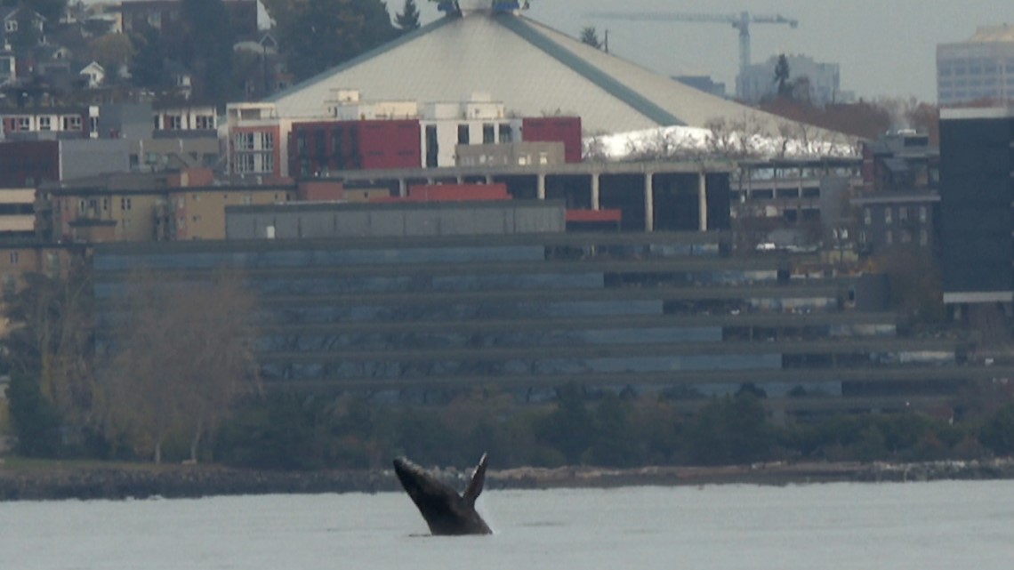 座头鲸在西雅图观众面前令人惊叹