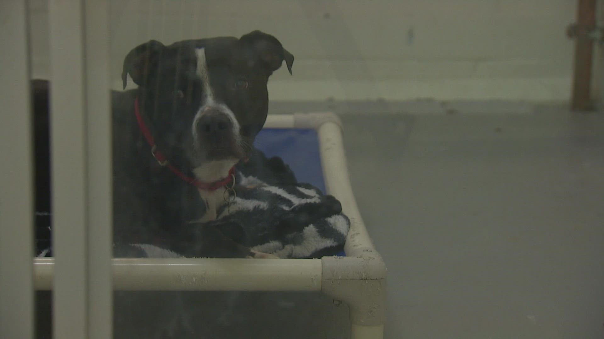 The animal shelter is working to stop the spread of a potentially deadly virus in its dog population.