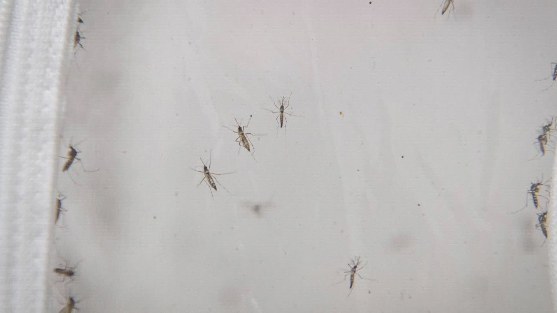 It is the first-known positive case of the virus found in mosquito samples in the county. Benton and Yakima counties have also confirmed positive tests.