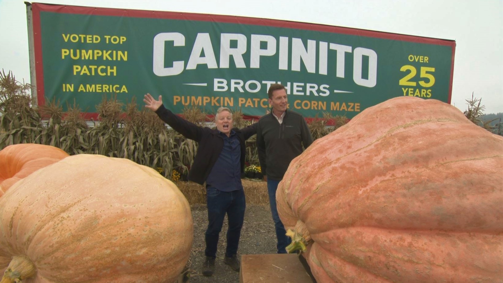 Gigantic pumpkins and a massive corn maze star in Carpinito Brothers' annual autumn spectacular. #k5evening