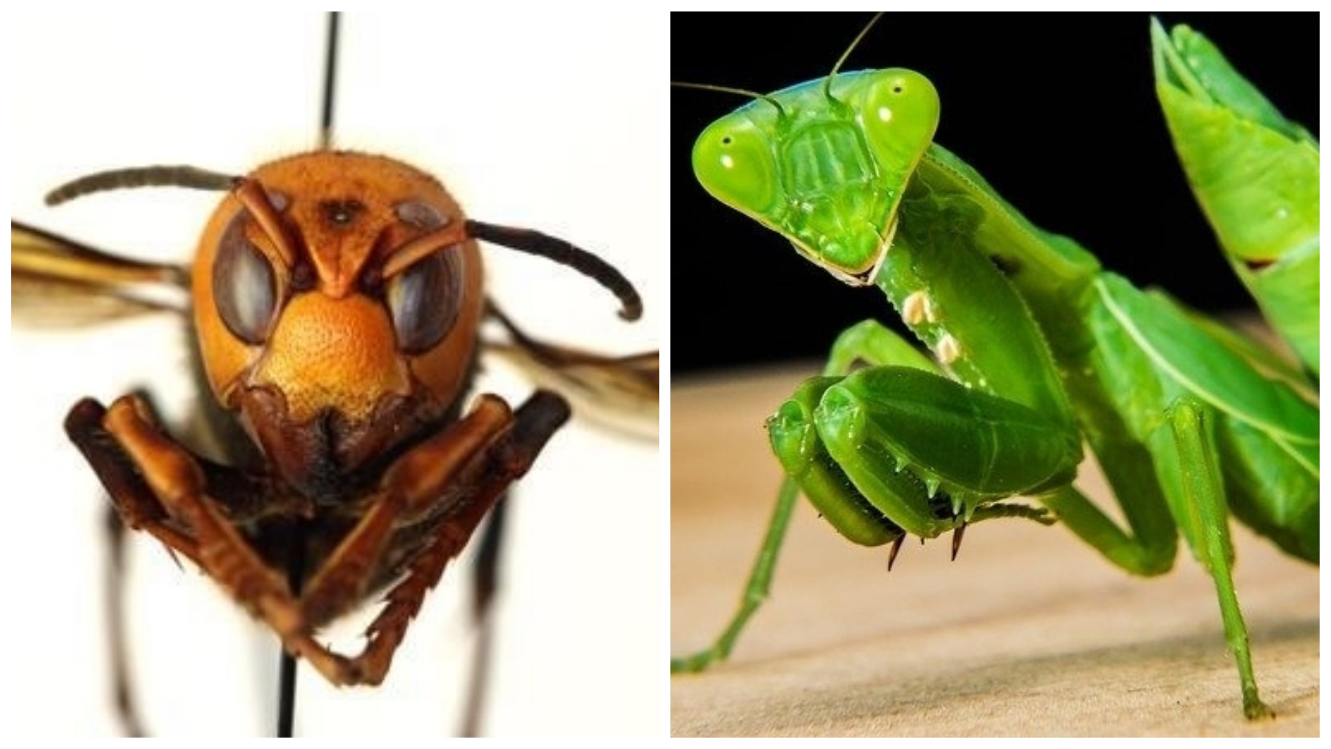 Could praying mantises kill or control the Asian giant hornet ...