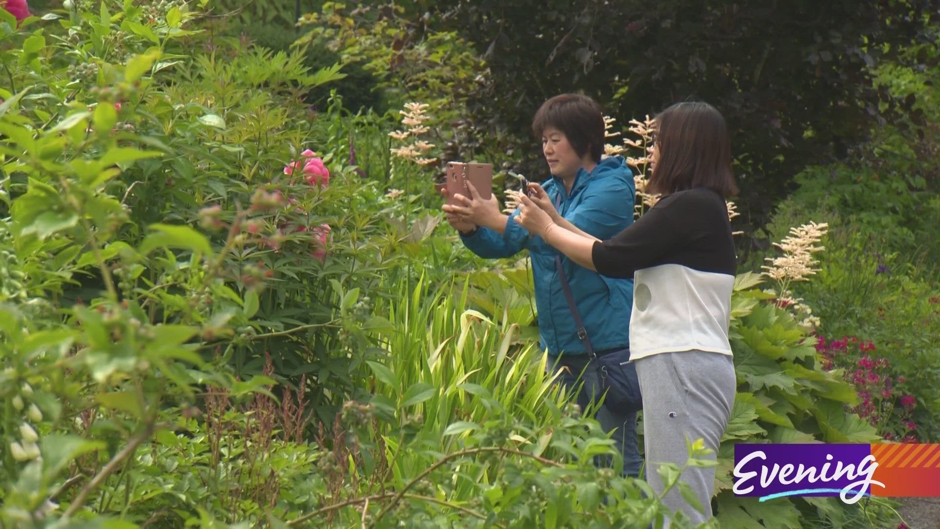 Bellevue Botanical Garden has welcomed hundreds of thousands visitors - for free - for more than 30 years. #k5evening