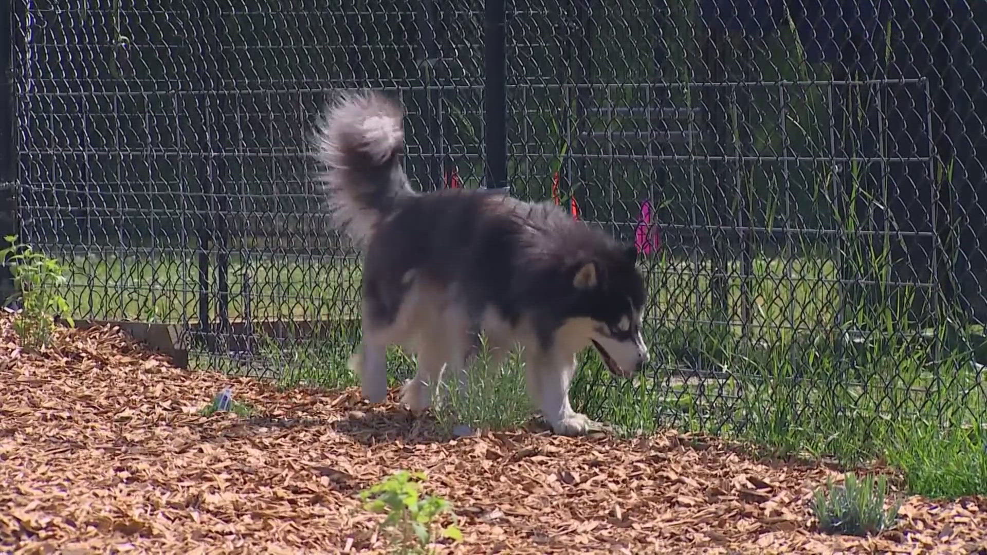 The Everett Animal Shelter is building a "sensory garden" to help dogs during their stays.