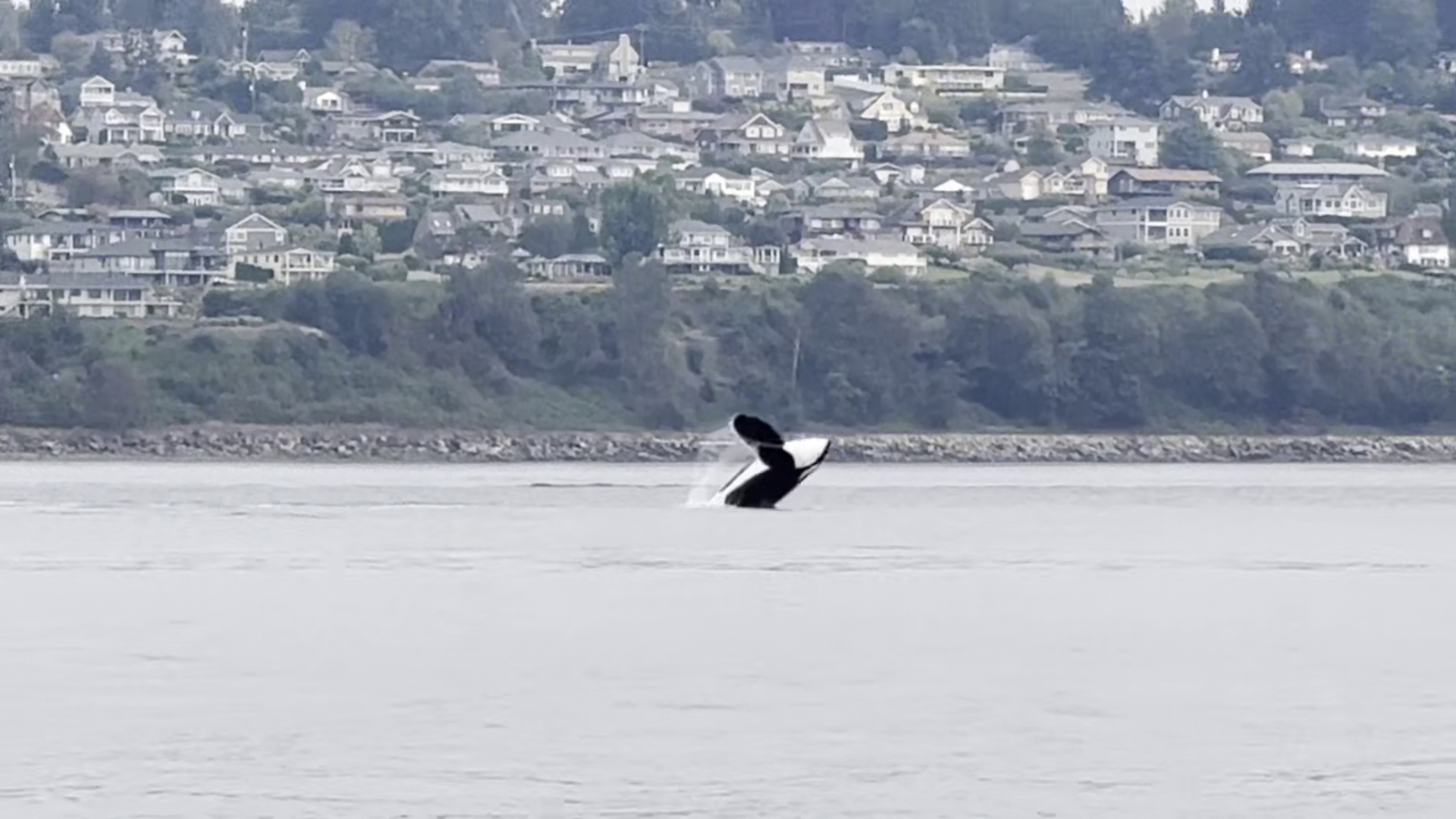 Viewer Jamie Bisceglia spotted several orcas near Fox Island on Saturday, Sept. 7.