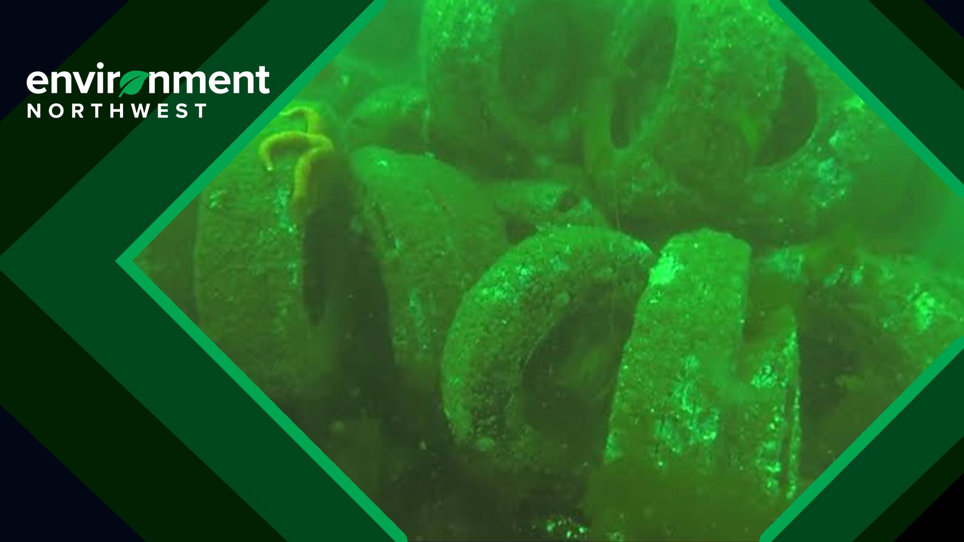 Sixty Years Later More Than 100 000 Tires From Failed Reef Plan Are