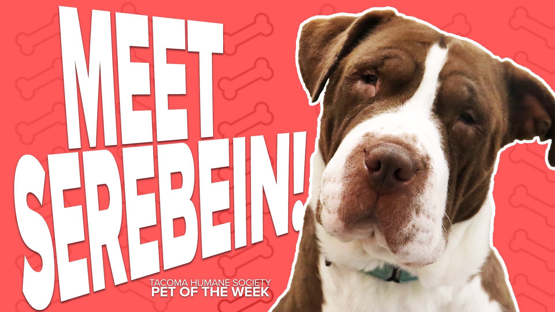 This week's featured adoptable pet of the week is Serebein