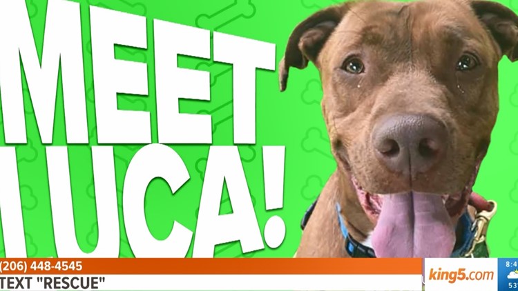 Pet Rescue of the Week: Luca