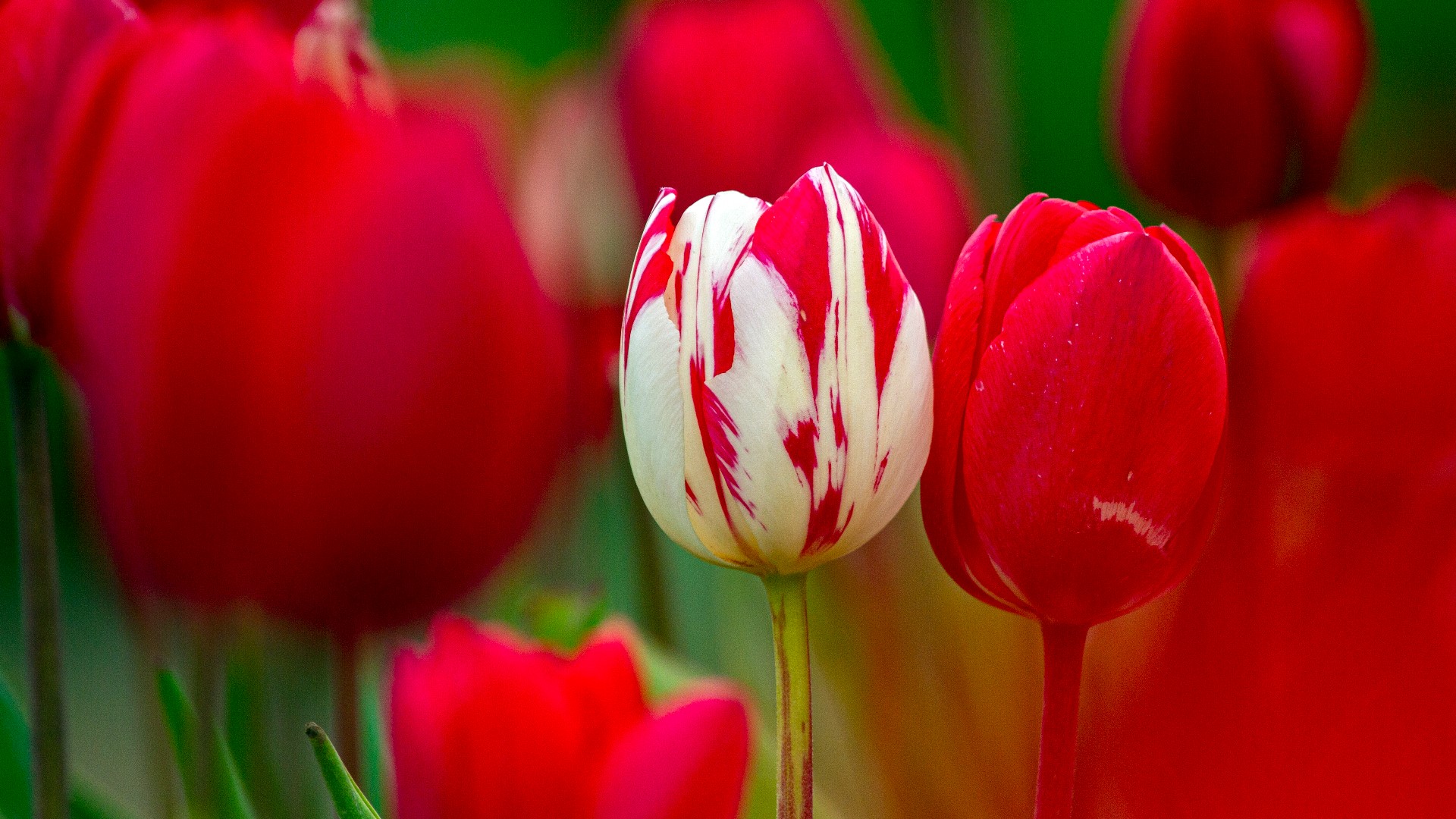 The wet weather could be good news for next year's tulip bloom.