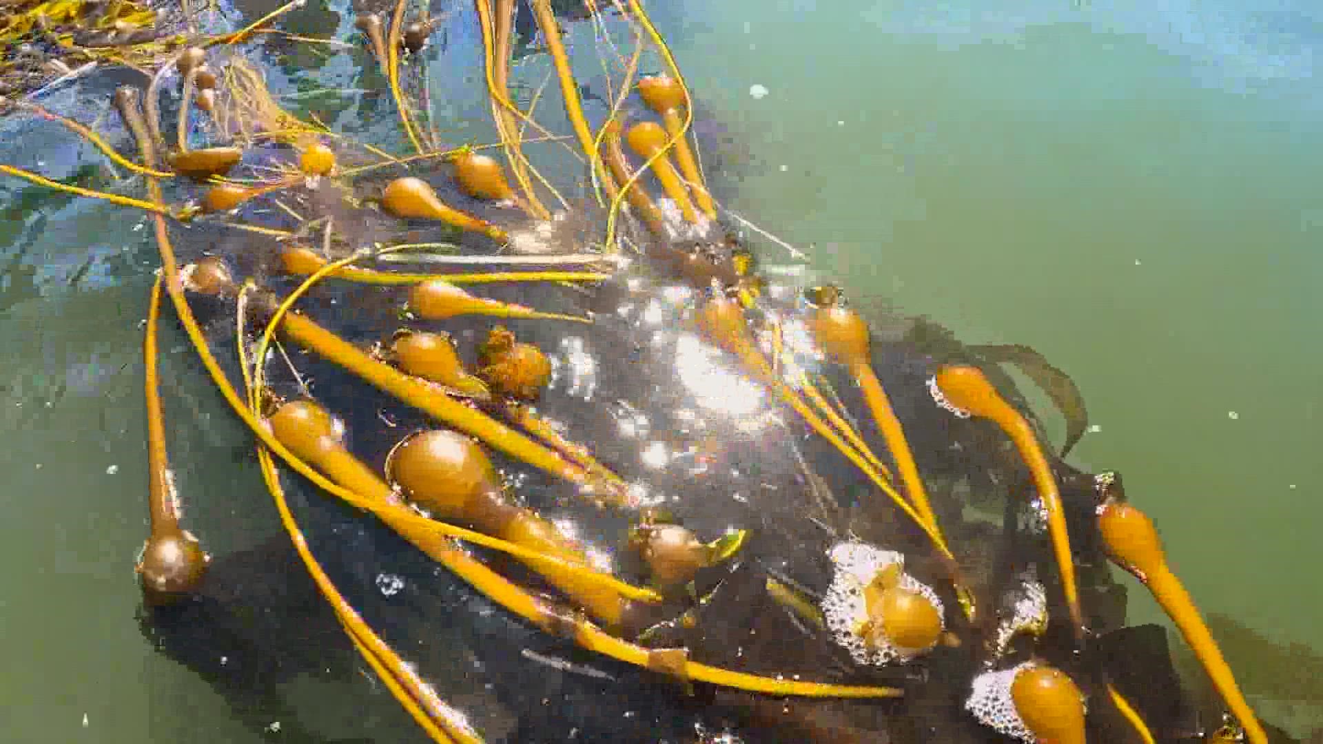 Washington facing massive loss of kelp, study finds | king5.com