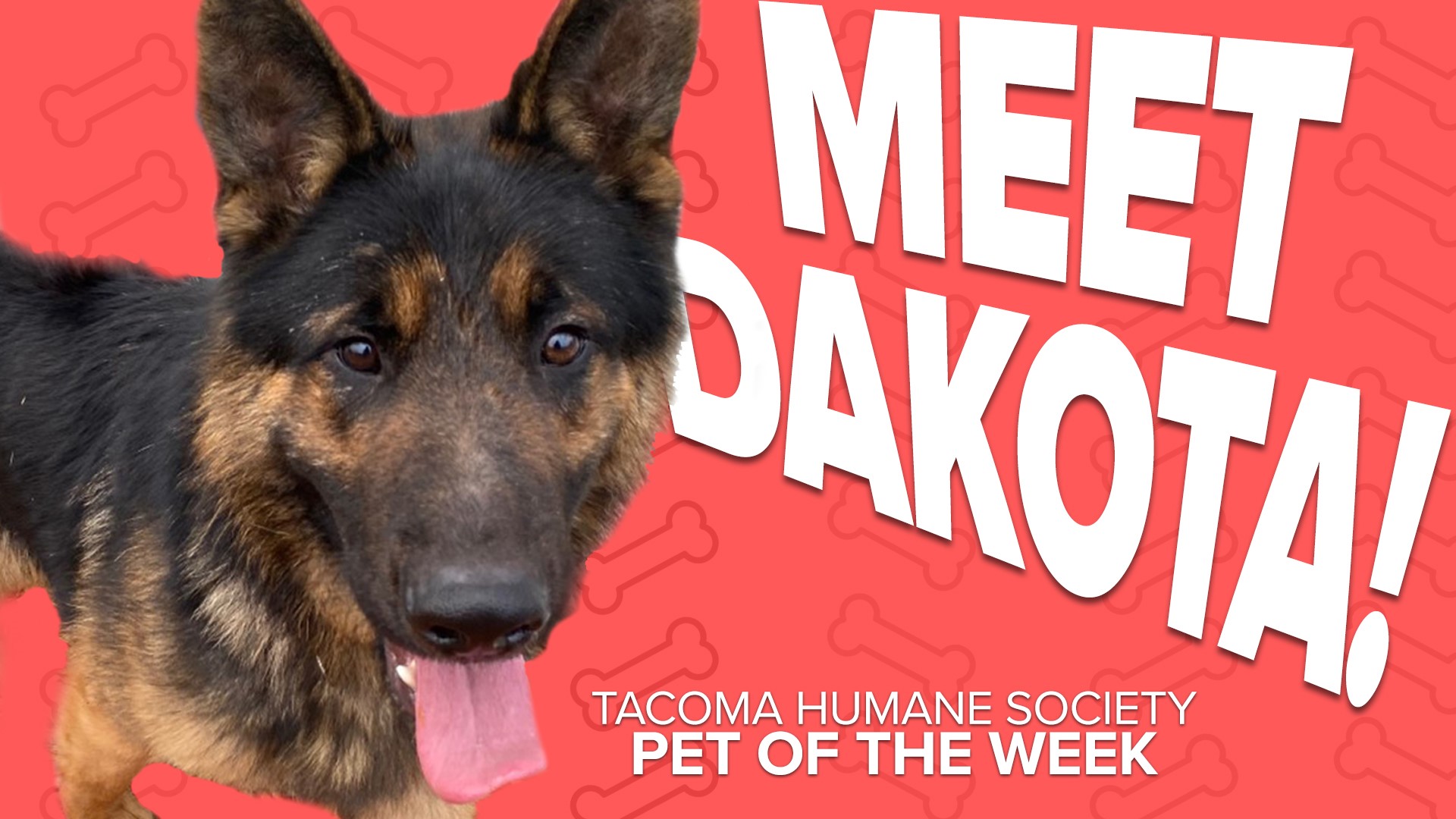 Dakota is a loving, energetic 2-year-old German Shepherd available for adoption at the Tacoma Humane Society.