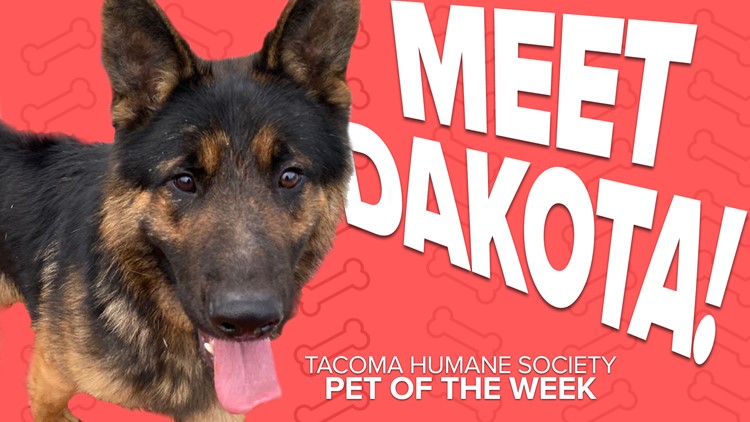 Pet Rescue of the Week: Dakota