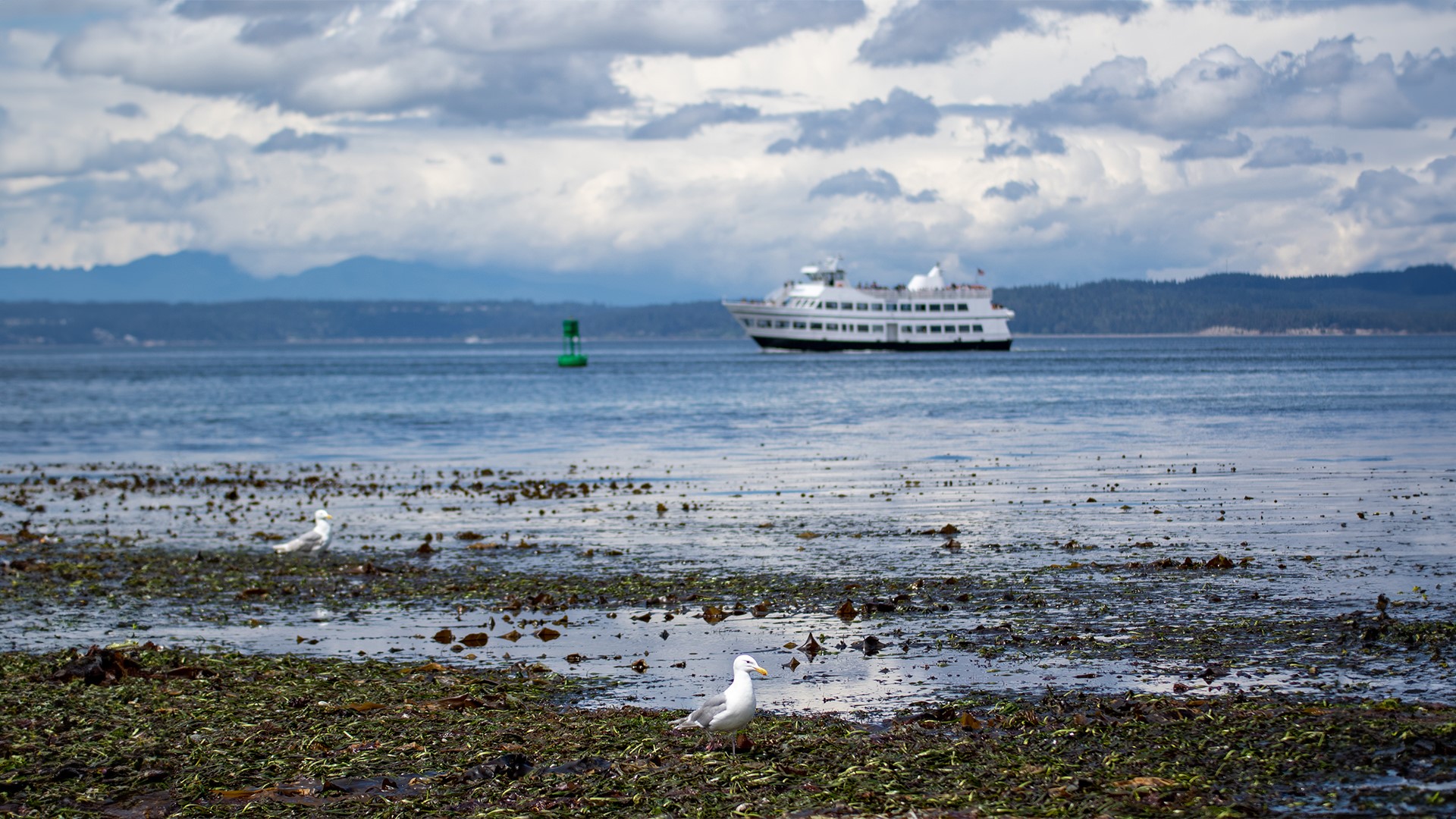 Low tides are expected around Puget Sound next week, giving you a chance to walk the beach and see marine life up close.
