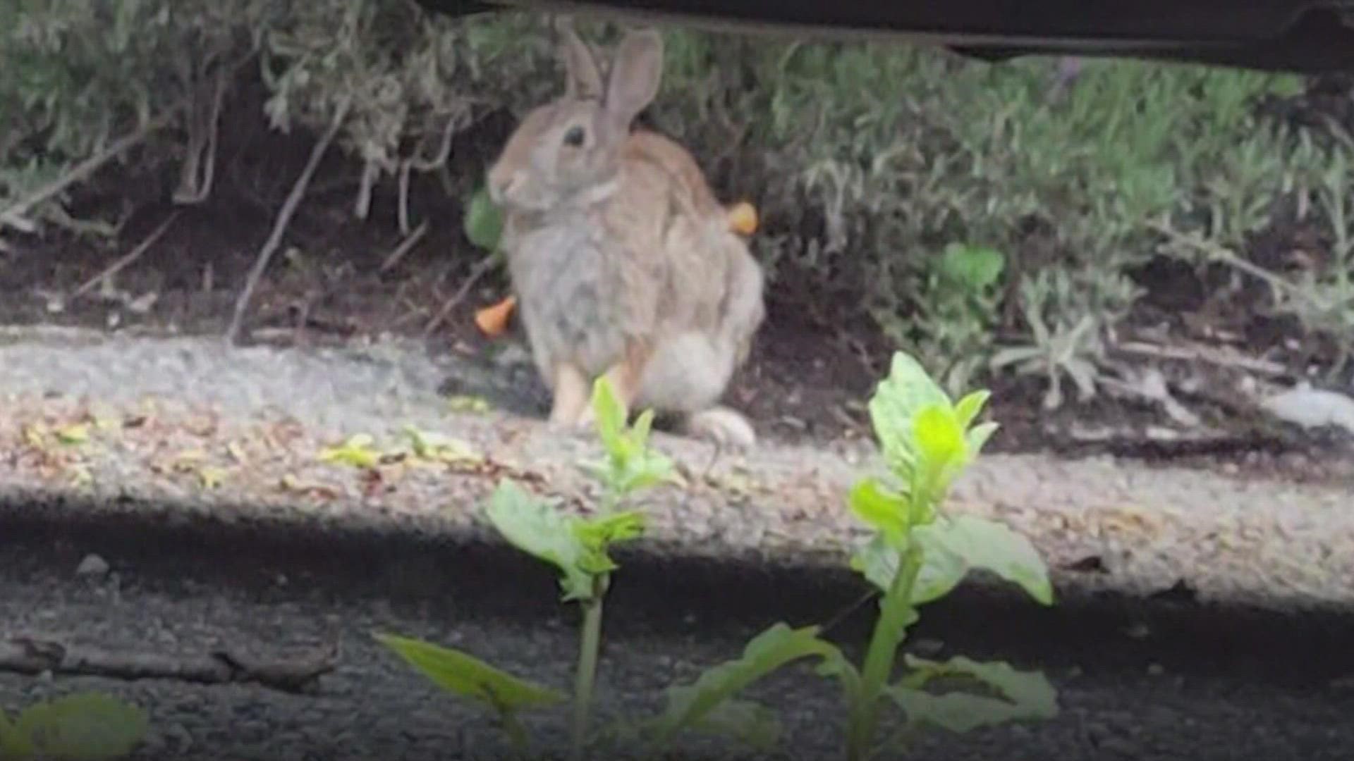 It's becoming a disturbing trend in a Sammamish neighborhood. Neighbors found blow darts in wild rabbits. Some of them are still alive while others were killed.