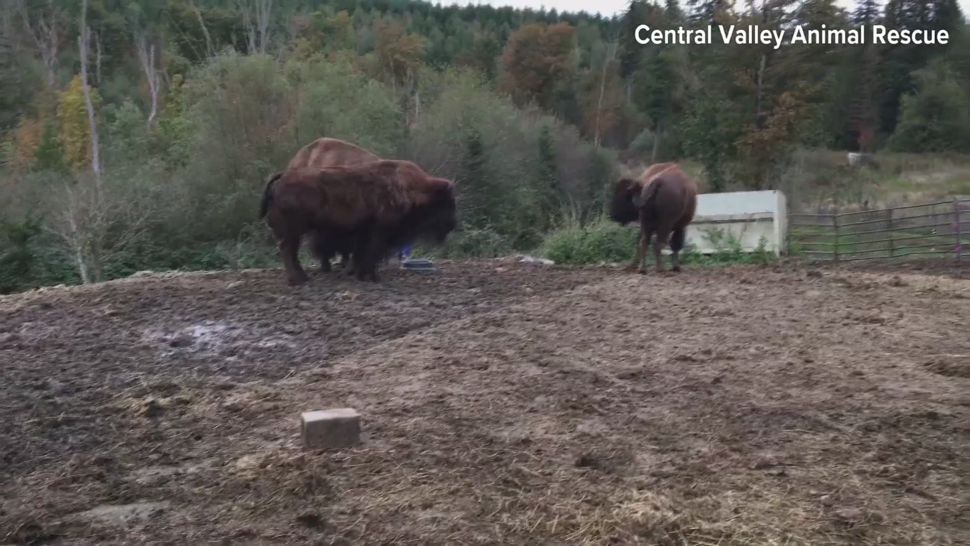 Workers with Central Valley Animal Rescue in Quilcene, Wash. corral bison onto a trailer. The bison were seized in an animal cruelty case and nursed back to health.