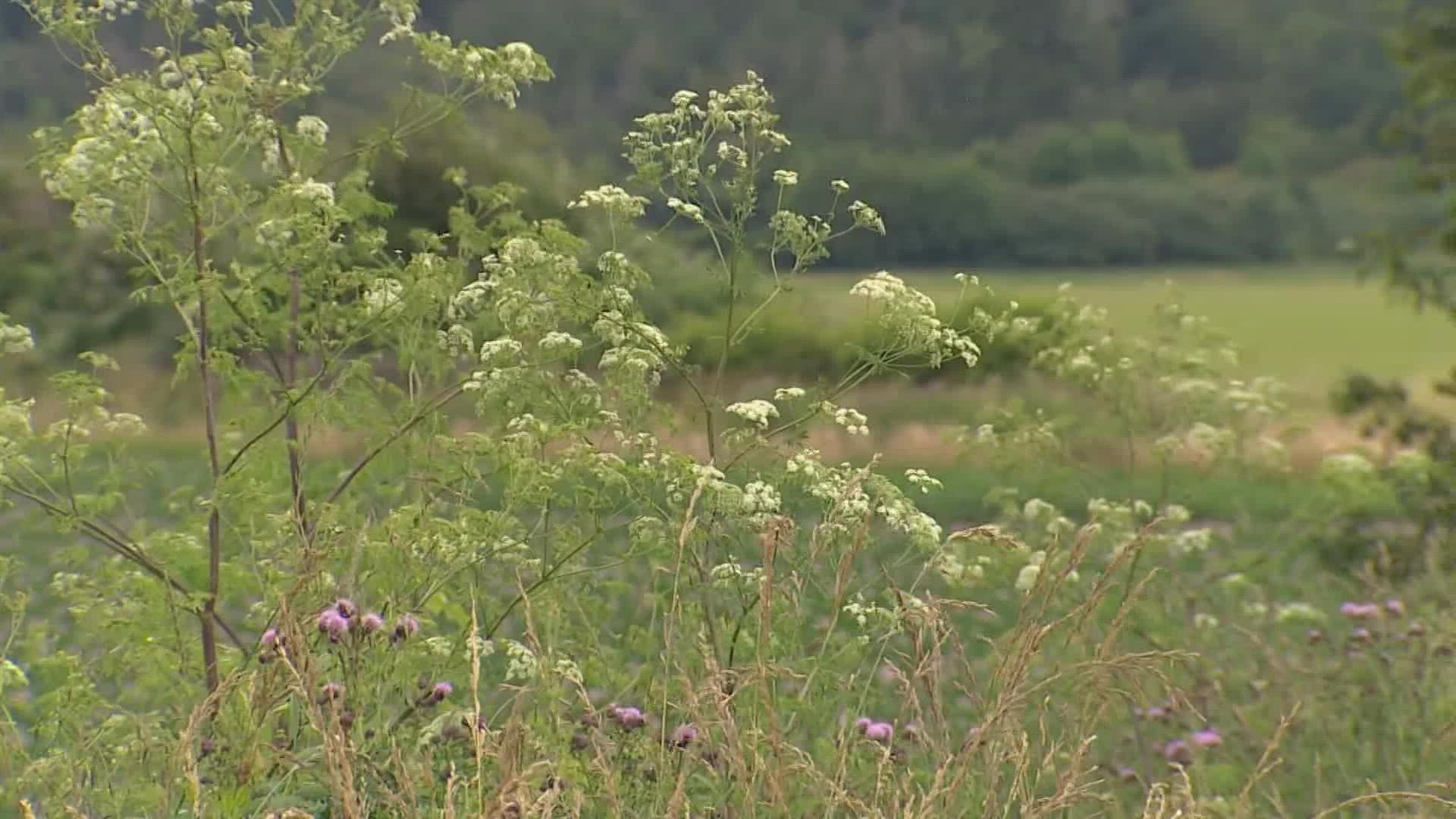 Poison hemlock is lethal, even in small amounts.