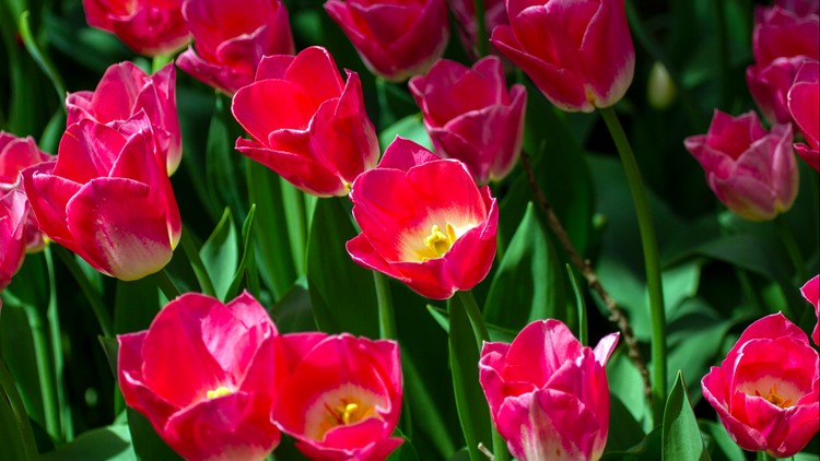 Top 5 things to know before you go to the Skagit Valley Tulip Festival