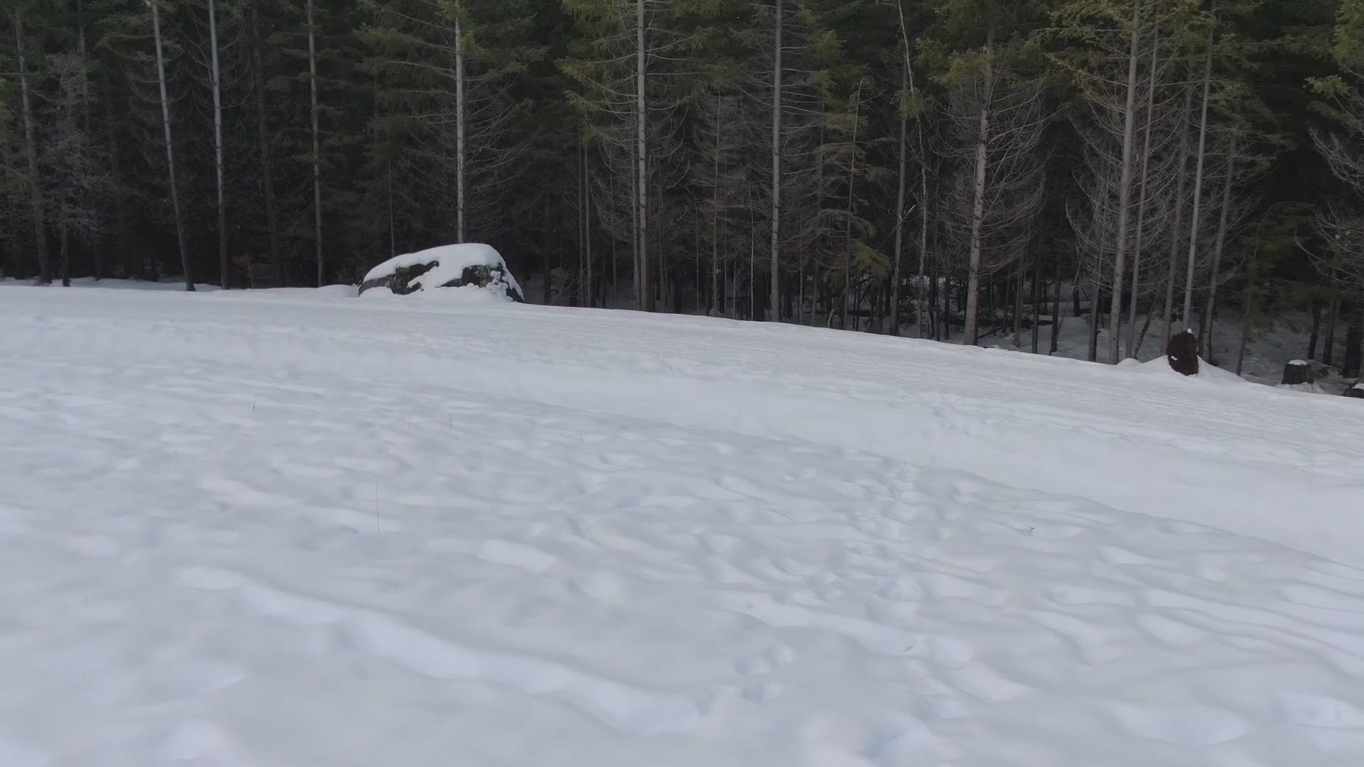 Watch mesmerizing drone footage of snow in the mountain forests of Western Washington.