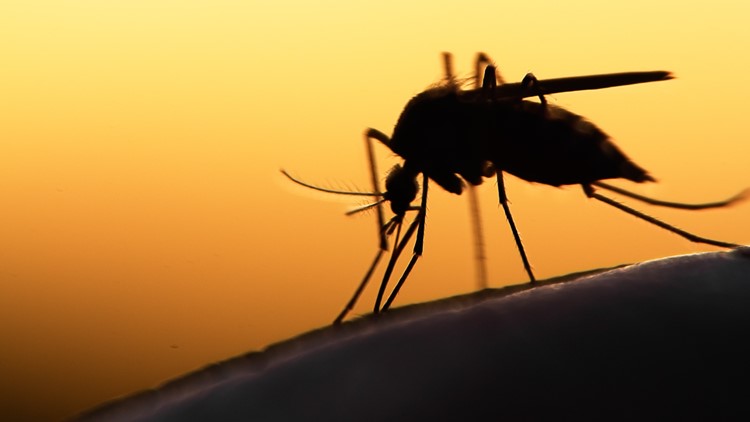 These 4 factors draw mosquitoes to some people more than others - New Day NW