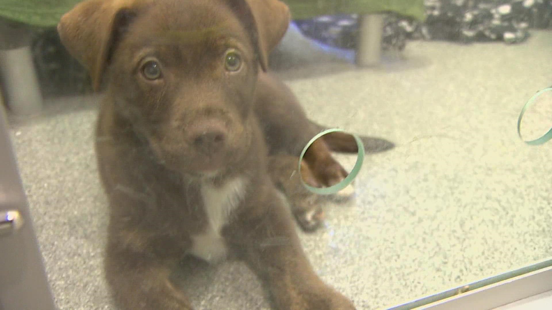 Seattle Humane has seen what it's calling a massive increase in requests for pet assistance.