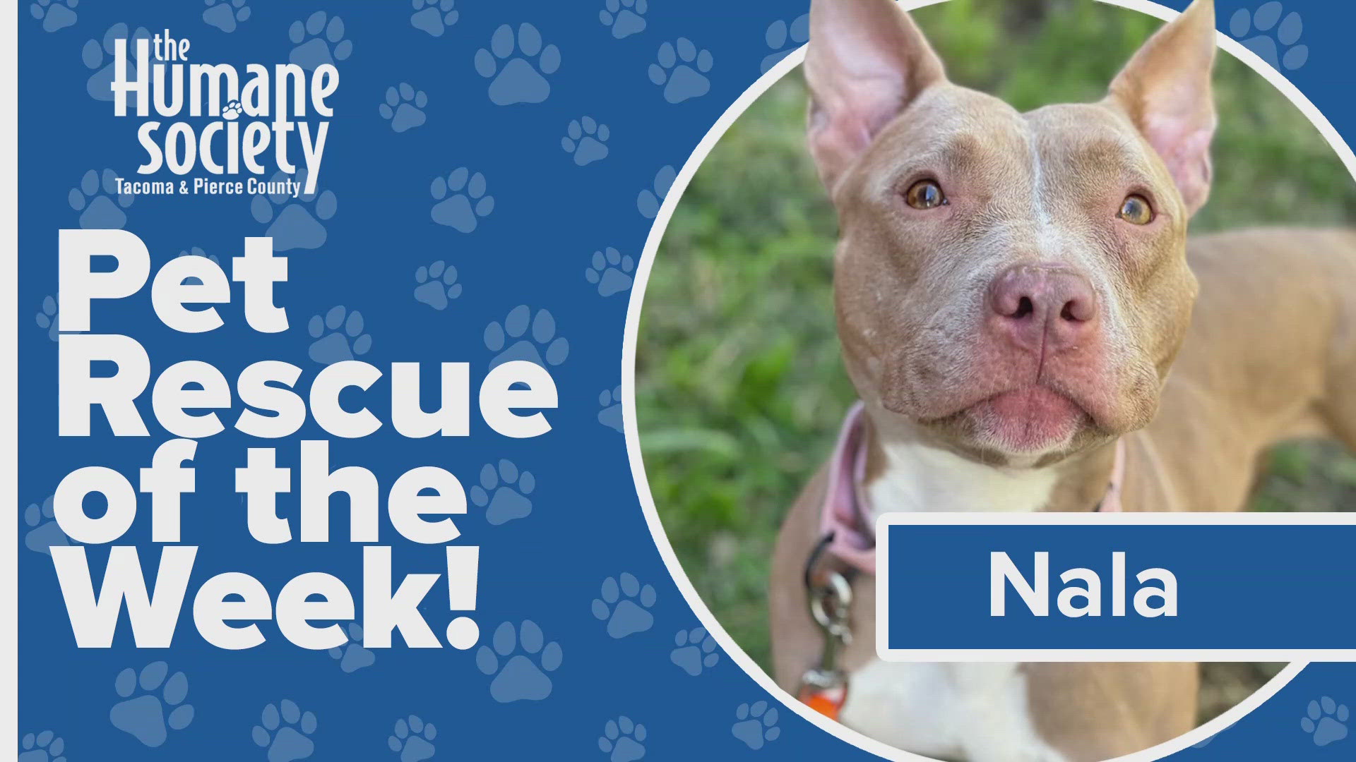 This week's adoptable pet of the week is Nala!