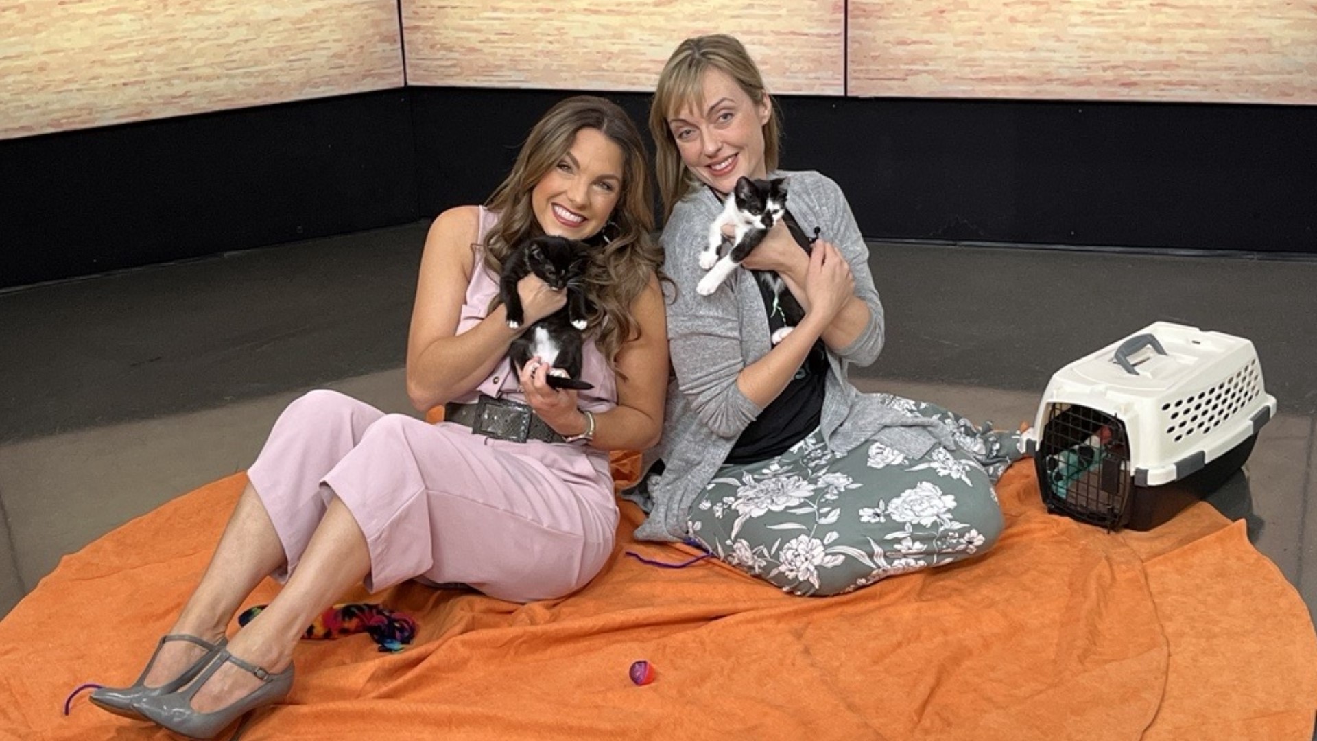 Shelley Lawson from Seattle Feline Rescue joins Amity to talk about the national Clear the Shelters pet adoption drive running through August. Sponsored by Subaru.