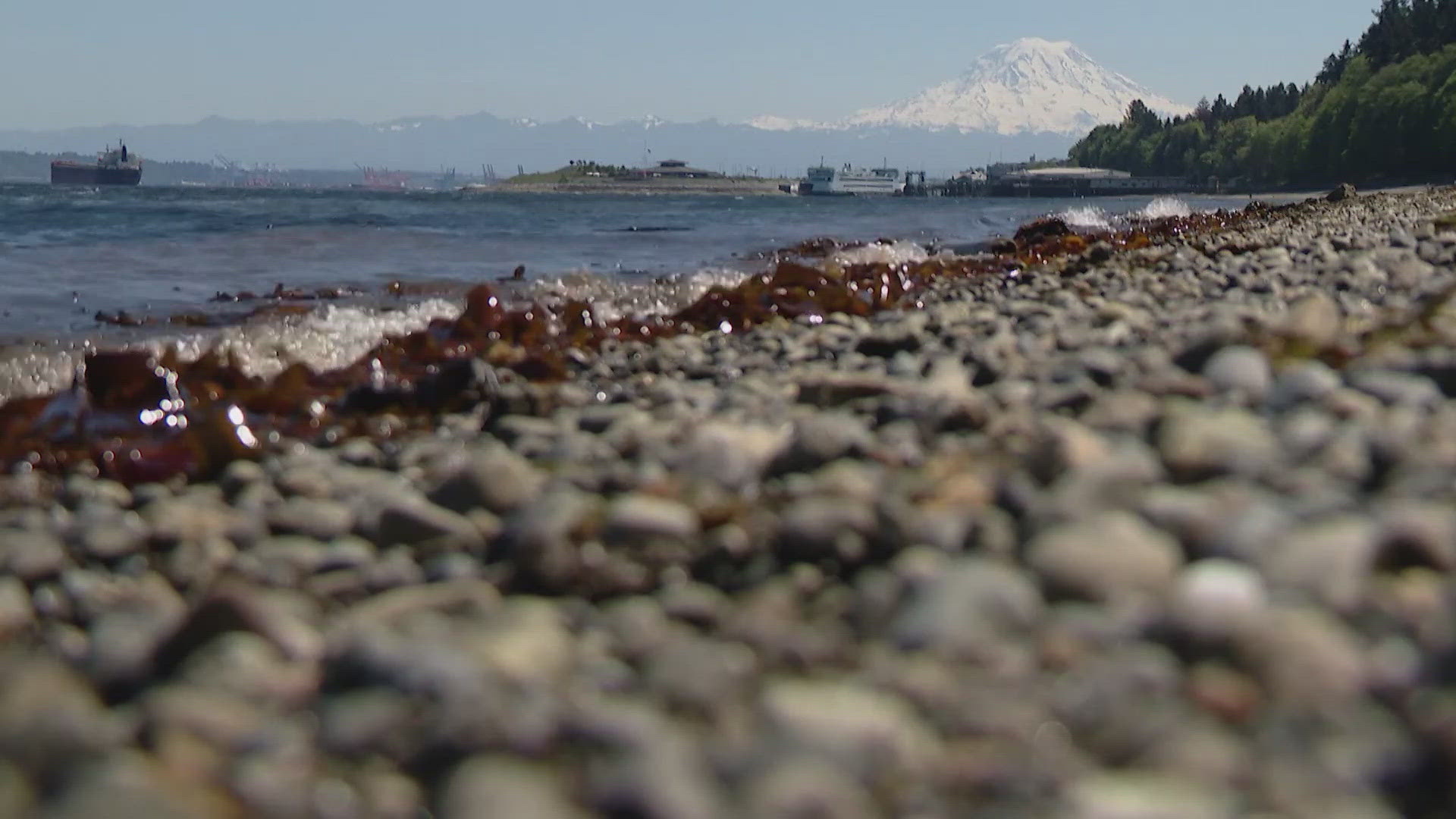 On Thursday, a low tide of -3.2 will reveal marine life on beaches across western Washington.