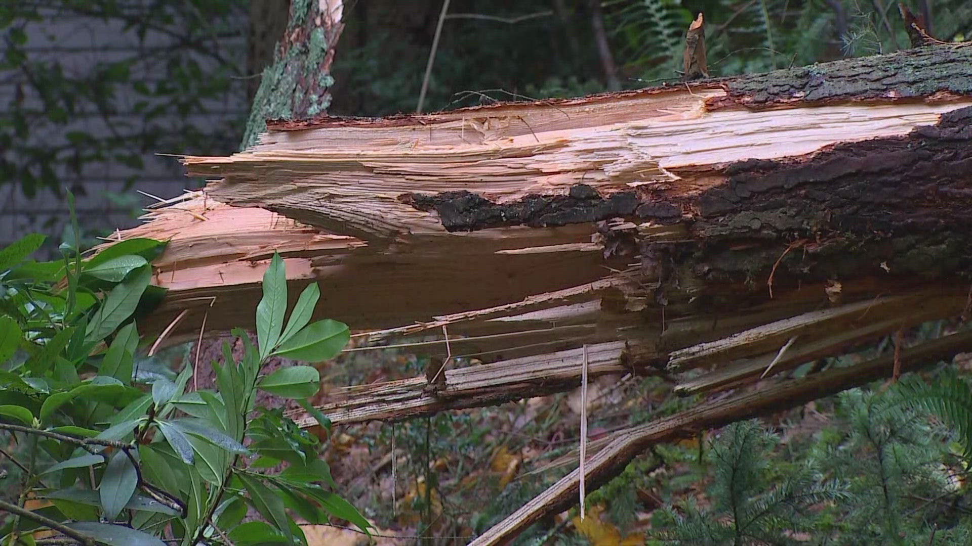 The 85-year-old woman is unable to exit her front porch due to fallen tree debris.