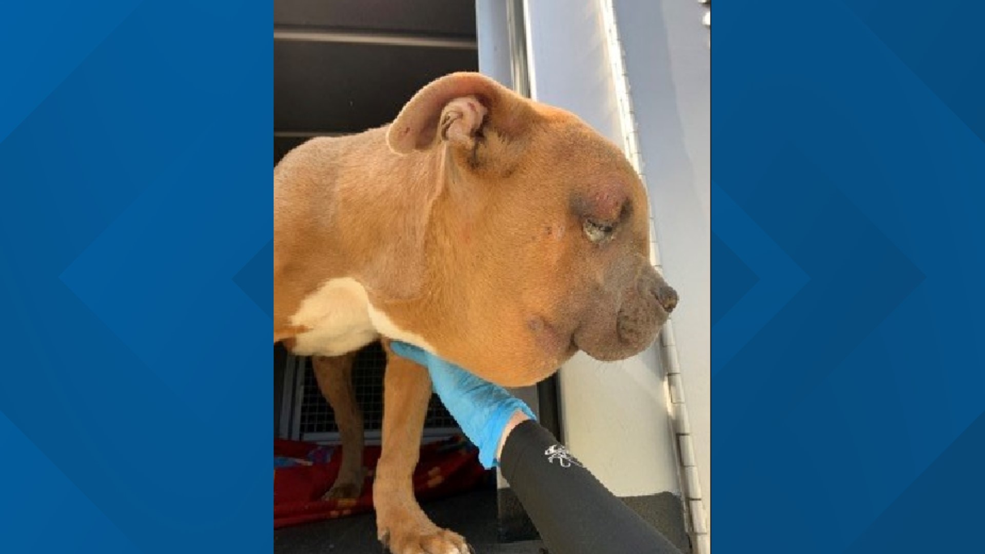 The pit bull was found severely injured near Seattle's Pritchard Beach Park on April 14. He is still recovering from his wounds and trauma.